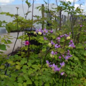 Thalictrum rochebrunianum ---